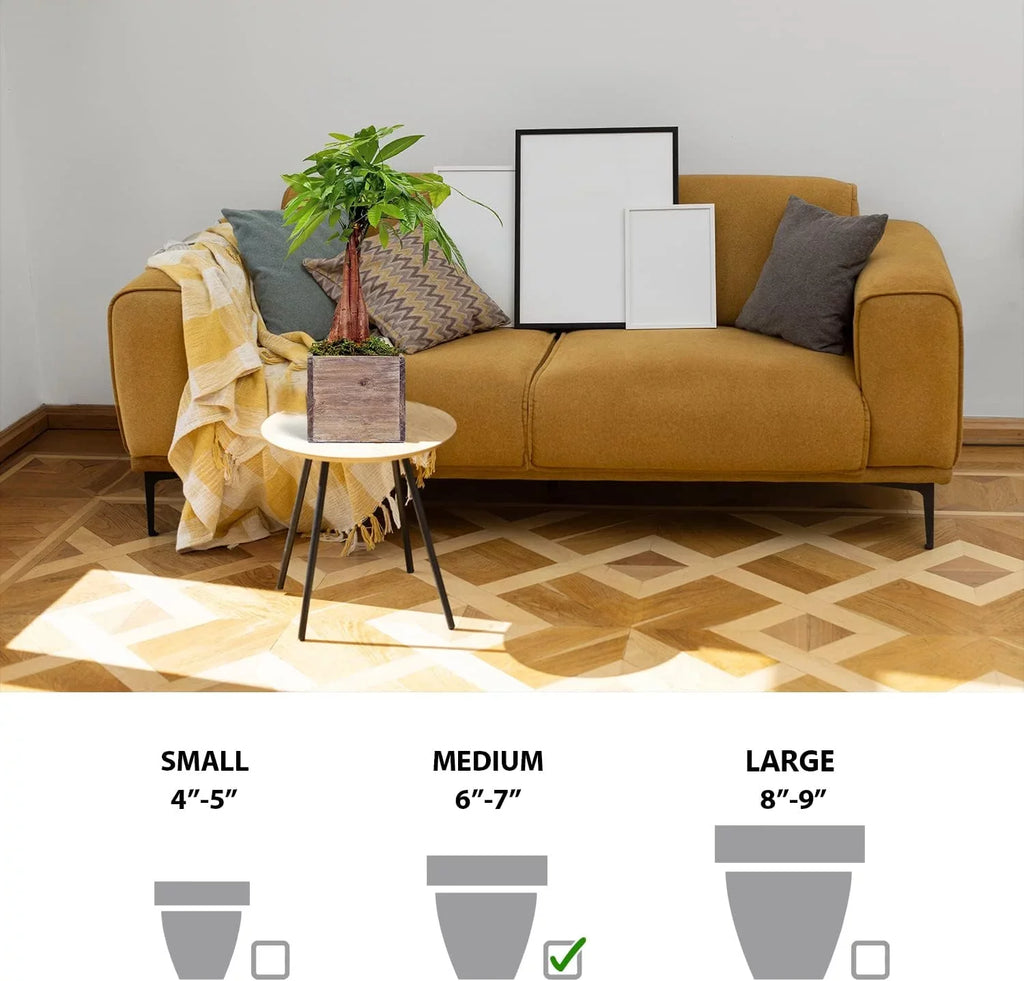Luck First in Indoor Houseplant Money Tree, Tree, Pot Good 6" Pachira Aquatica, Gift, for Housewarming Wooden Office Live Home, Plant, Gift Gift Gardener