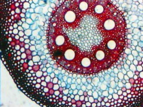 AmScope B490B Compound Binocular Microscope, Brightfield, White