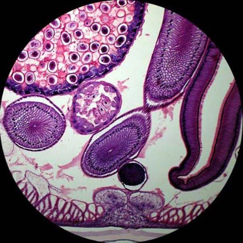 AmScope M150C-MS 1000X Biological Compound Microscope with Sturdy