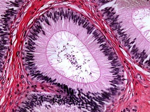 AmScope B490B Compound Binocular Microscope, Brightfield, White