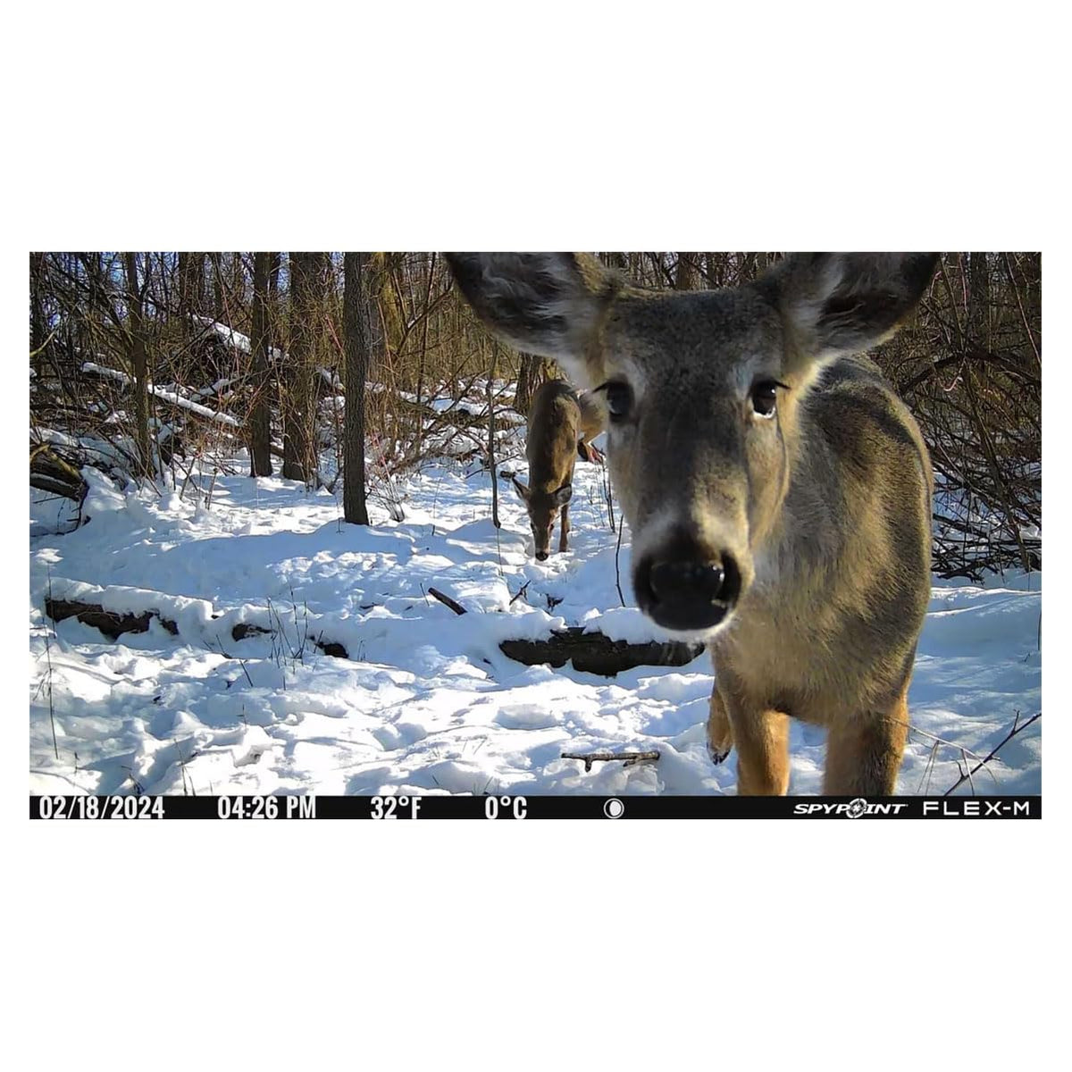 SPYPOINT Flex-M Cellular Trail Camera - Best Hunting Accessories, No WiFi Needed, Night Vision, Motion Activated, Dual-Sim LTE, IP65 Water-Resistant Game Camera, 28MP Photos, 720p Videos + Sound (4)