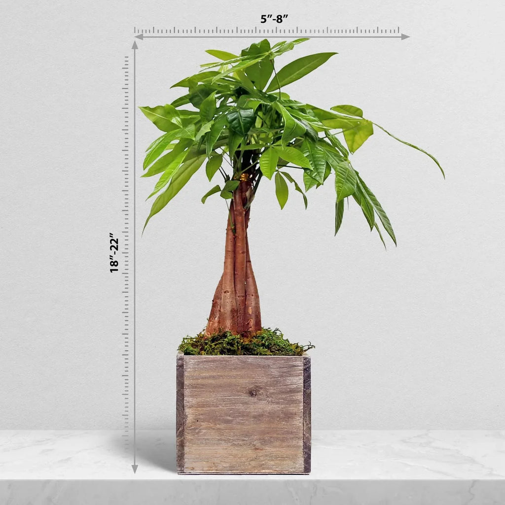 Luck First in Indoor Houseplant Money Tree, Tree, Pot Good 6" Pachira Aquatica, Gift, for Housewarming Wooden Office Live Home, Plant, Gift Gift Gardener