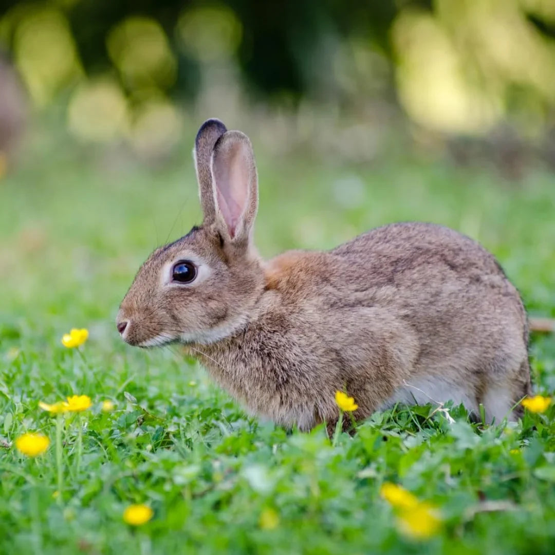 EPIC Bag, Repellent All exterior Use Natural 6lbs Rabbit Granular Ready Animal Scram Resealable To