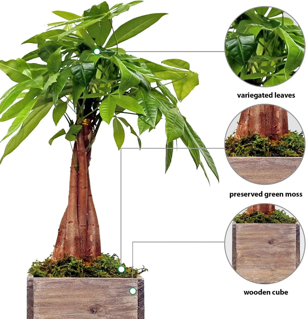 Luck First in Indoor Houseplant Money Tree, Tree, Pot Good 6" Pachira Aquatica, Gift, for Housewarming Wooden Office Live Home, Plant, Gift Gift Gardener